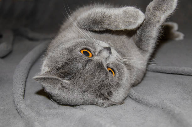 istock gray Scottish cat lies on a blanket 949435972