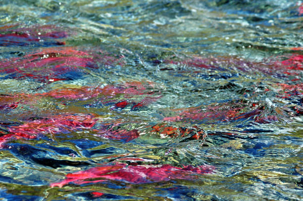 Transparent river with red salmon in Katmai National Park in Alaska.