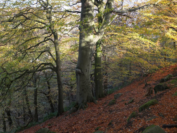 istock beech forest on a steep slope with dappled sunlight falling on ancient trees and leaves on the hillside woodland floor with scattered rocks 949441892