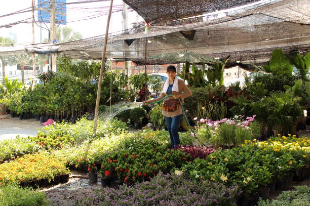 arrosage des fleurs sur le marché - formal garden tropical climate park plant photos et images de collection