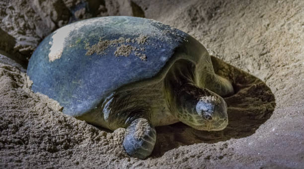 istock Green turtles at Ras al Jinz Turtle Beach Reserve, Oman 949446432