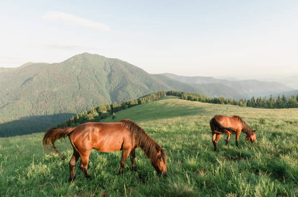 istock Horses on a pasture in the mountains 949446878
