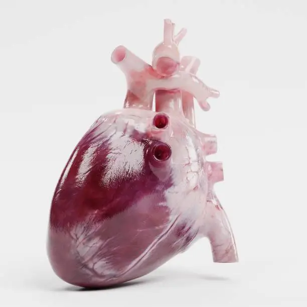 Photo of Realistic 3d Render of Human Heart