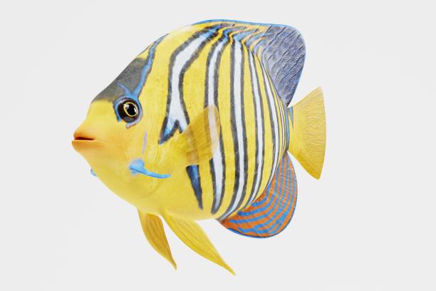 istock Realistic 3D Render of Royal Angelfish 949447218