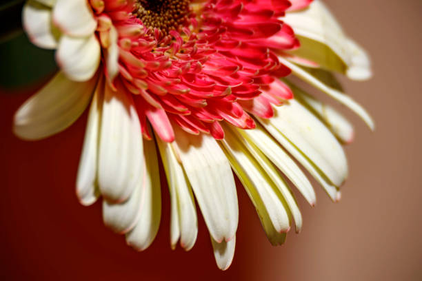 istock Half of Gerbera flower head close up 949450562