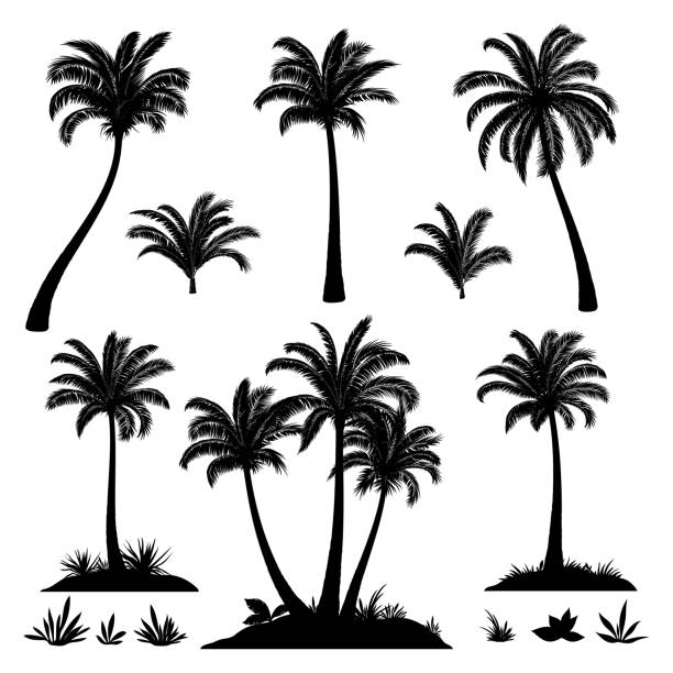 ilustrações, clipart, desenhos animados e ícones de palmeiras e plantas silhuetas - palm tree coconut palm tree vector tree