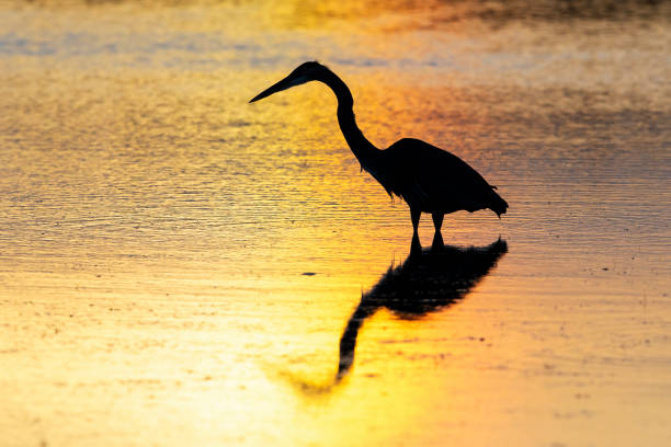 istock Silhouette of a Great Blue Heron - Florida 949451686