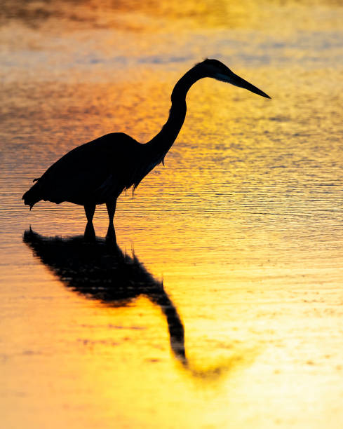 istock Silhouette of a Great Blue Heron - Florida 949453352