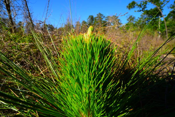 Ground-level view of longleaf pine seedling with spiraling tip and dew