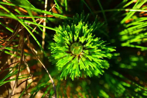 Longleaf pine seedling with sunlight glistening on dew drops covering the needles at dawn. Photo taken in North Florida. Nikon D750 with Nikon 200mm macro lens