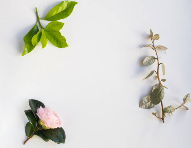 istock Leaves and pink flower frame on white bakcground 949457676