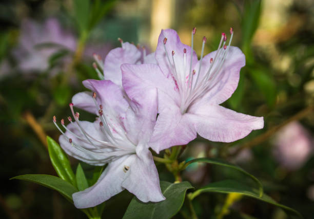 istock white light pink rhododendron flowers. subtropical plant 949459100