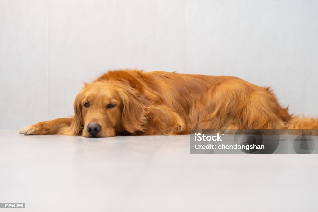 Lovely Golden Retriever Cute golden retriever on the ground Animal Stock Photo