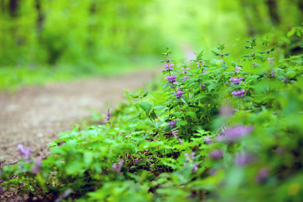 Close up of lush springtime wild forest foliage. Peace and solitude. Selective focus on foreground.
