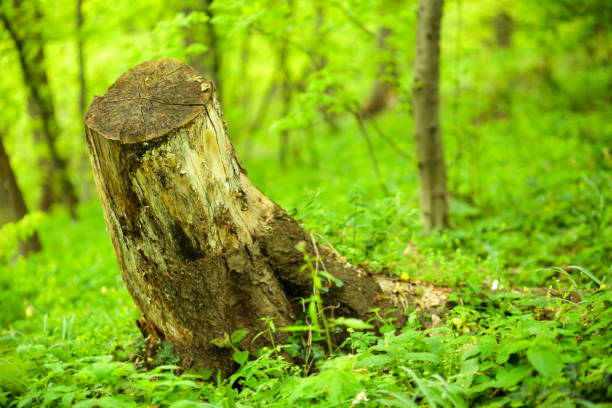 tree stump in a lush green forest, surrounded by fresh foliage - 16019 imagens e fotografias de stock