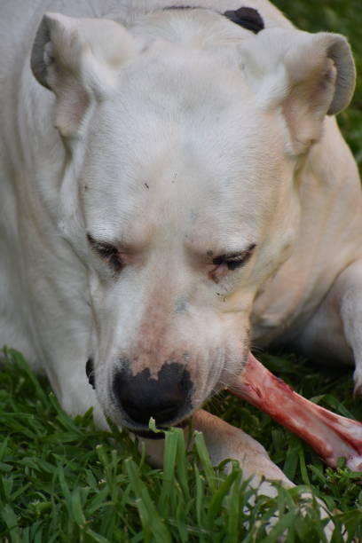 istock Dogo Argentine dog 949463050