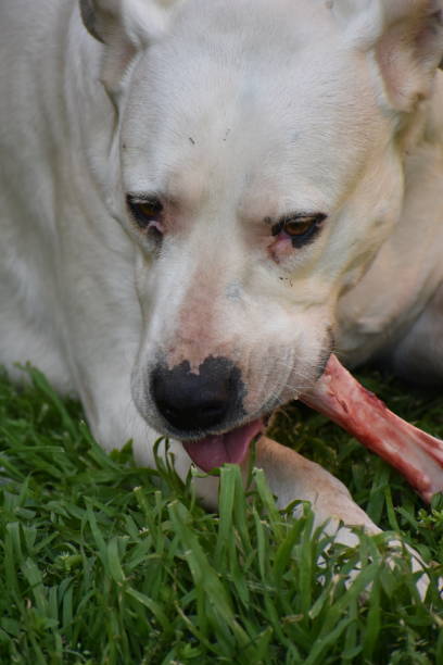istock Dogo Argentine dog 949463606