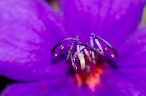 Macro photography, violet flower