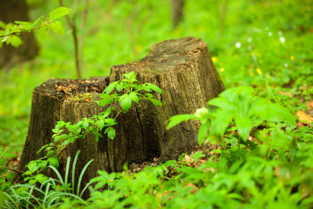 istock Tree stump in a lush green forest, surrounded by fresh foliage 949463886