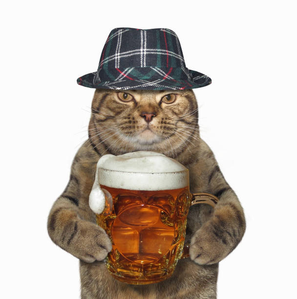 istock Cat with a glass mug of beer 949466770
