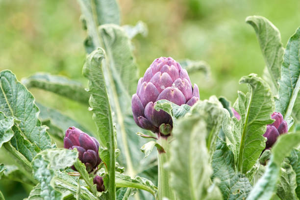 Artichokes in Llobregat's Delta Plain farm ...