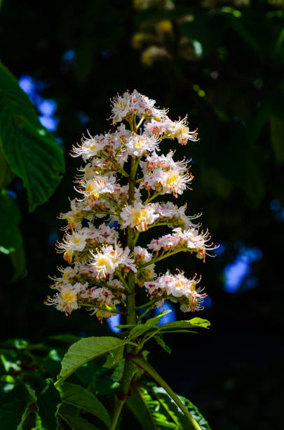 istock Flowers of the chestnut tree 949467354