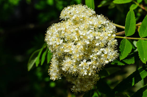 Blossoming branch of the rowan tree on spring