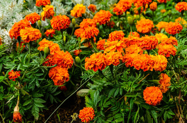 istock Mexican marigolds (Tagetes erecta, Aztec marigold) on a flowerbed 949467730