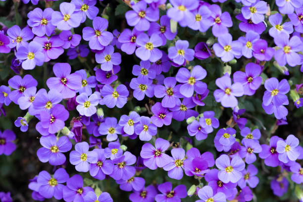 istock Aubrieta deltoidea flowers 949470618