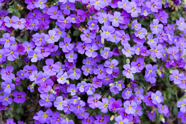 Aubrieta deltoidea flowers