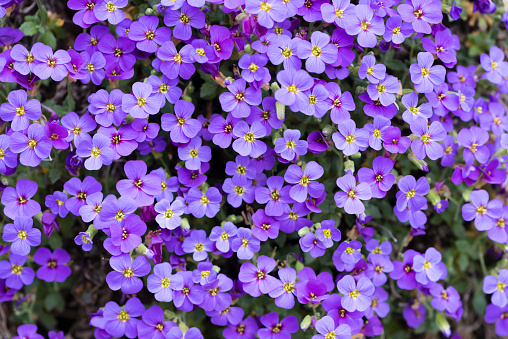 Aubrieta deltoidea (family Cruciferae), also purple rockcress. Trailing plant widely cultivated in rock gardens