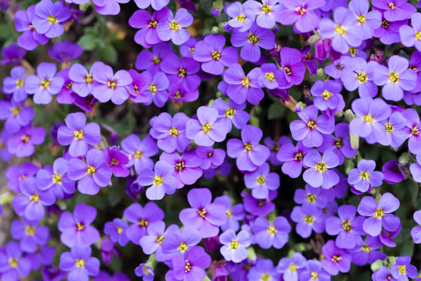 istock Aubrieta deltoidea flowers 949470664