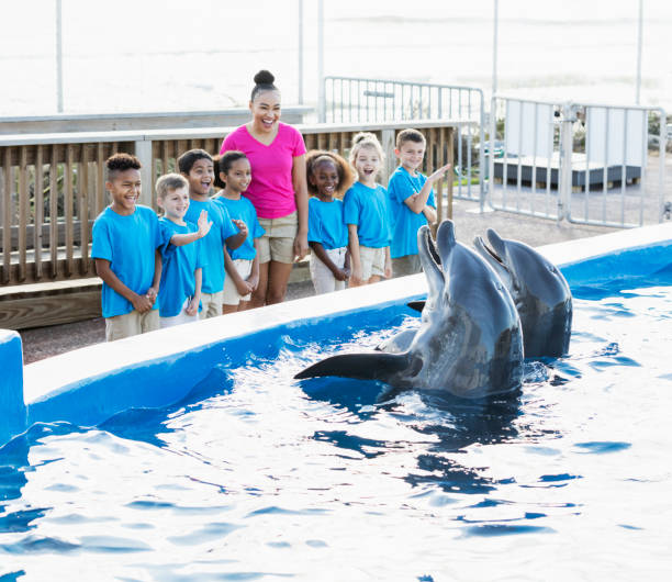 istock Children on field trip, watching dolphins 949471770