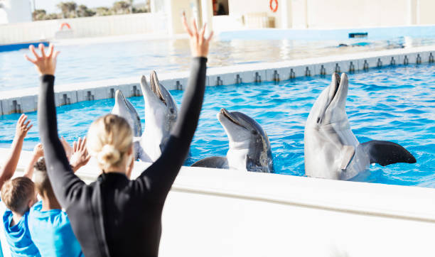 Children on field trip, dolphins, trainer at marine park A group of multi-ethnic children on a field trip to a marine park. They are helping a trainer interact with four dolphins who are playing, singing and spinning on the water. captive animals stock pictures, royalty-free photos & images