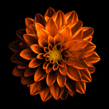Surreal dark chrome orange flower dahlia macro isolated on black
