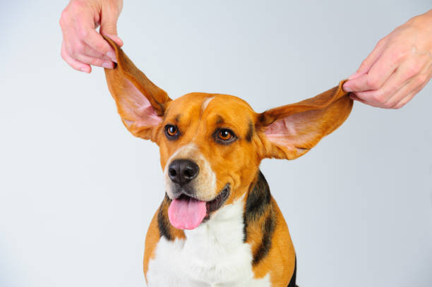Model shot of young beagle dog with flying ears