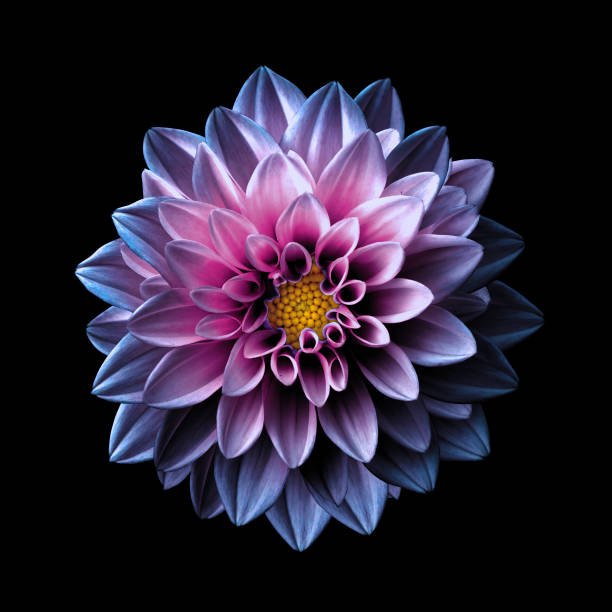 Surreal Dark Chrome Pink And Purple Flower Dahlia Macro Isolated On Black  Stock Photo - Download Image Now - iStock