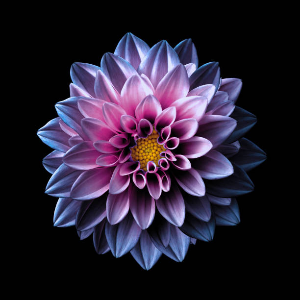 surreal dark chrome pink and purple flower dahlia macro isolated on black - dália imagens e fotografias de stock