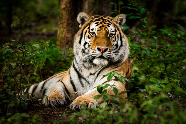 Tiger portrait Portrait of tiger deep in the forest. It is laying down and staring into the distance. Characteristic pattern and texture of fur are clearly visible. endangered species stock pictures, royalty-free photos & images