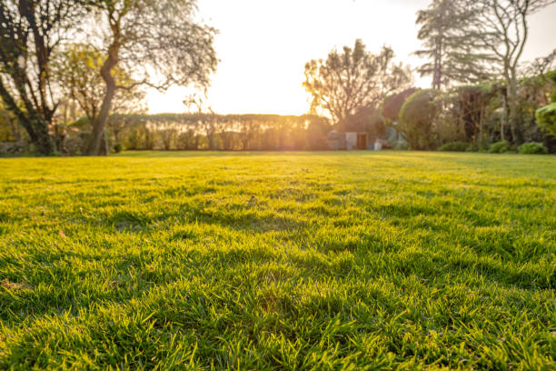 istock Ground level view of a well maintained and  recently cut lawn seen within a large garden just before sunset. 949475310