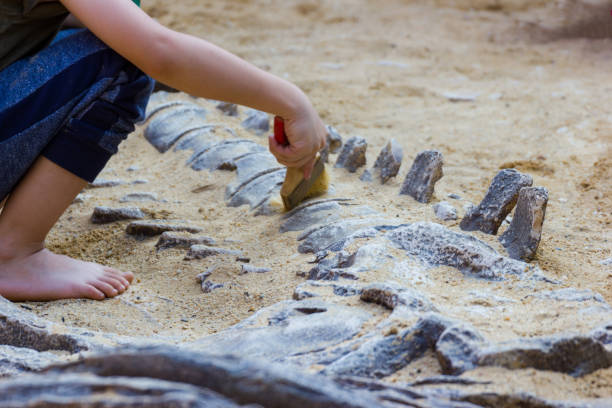 istock Children are learning dinosaur remains, Excavating dinosaur fossils simulation in the park. 949476090