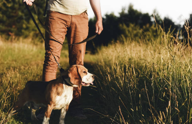 istock Man with dog enjoying nature 949476152