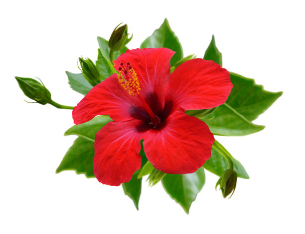 istock Red hibiscus flowers. Isolated. 949477104