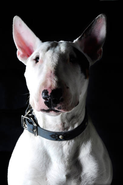 istock travel city nature and pets 949480880