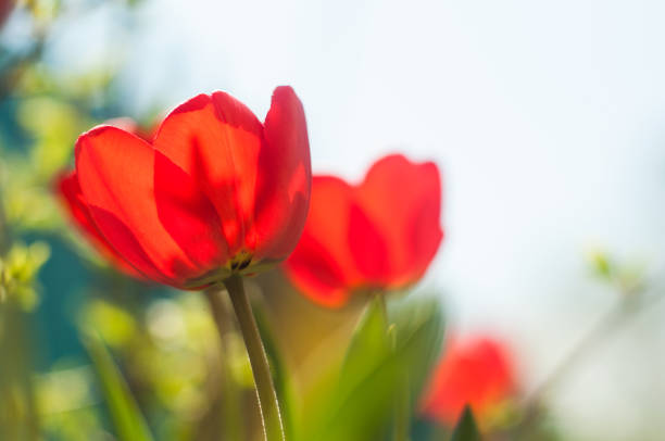 Tulip Flower macro photography