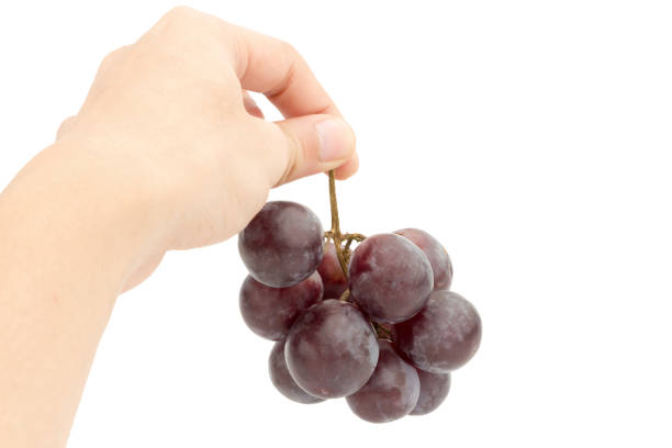 istock red ripe grapes on hand. Isolated on a white background 949482516
