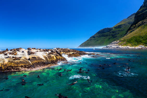 Fur seals on Duiker Island
