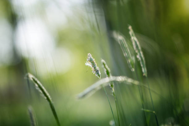 istock Outdoor macro shot of  foxtail 949491072