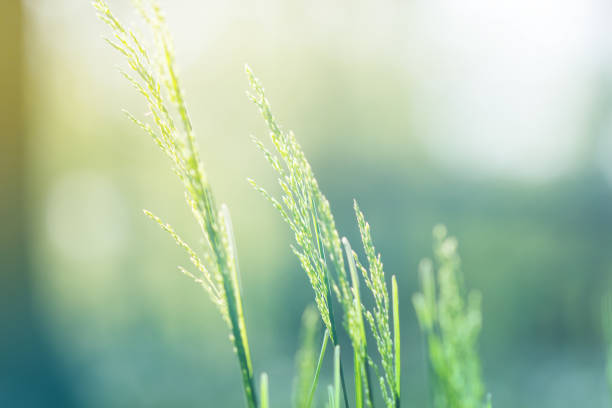 The Weeds in Meadow