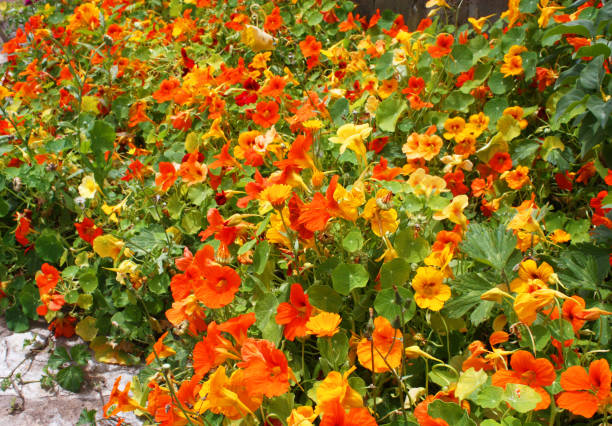 nasturtium Bushes blooming yellow-orange nasturtium nasturtium stock pictures, royalty-free photos & images